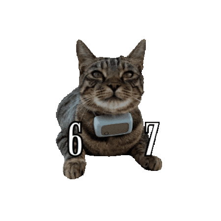 6 7 Cat Sticker