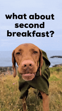What About Second Breakfast GIF