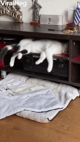 International Cat Day Cats GIF by ViralHog