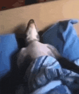 Dog Sleeping GIF