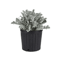 Landscape Design Silver Sticker by Ball Horticultural Co