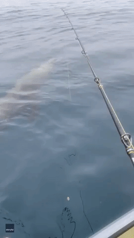 Sea Lion Leaps Onto Kayak to Grab Fisherman's Catch