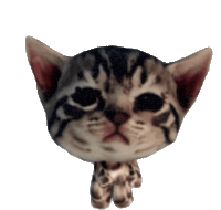 Cat Dance Sticker