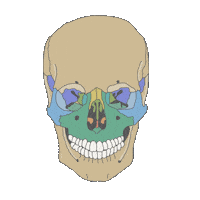 Maxilofacial Sticker