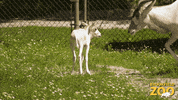 Baby Animal Love GIF by Brookfield Zoo
