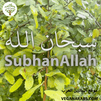 Middle East Wow GIF by VeganArabs