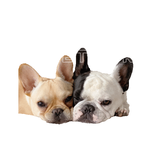 spottedbyhumphrey bff best friends potato bulldog Sticker