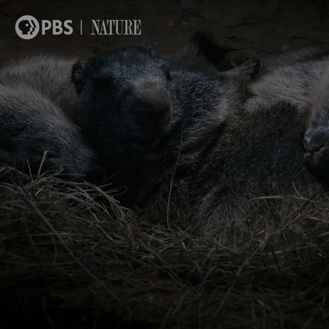 Pbs Nature Animales GIF by Nature on PBS