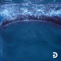 Whale Shark Water GIF by Shark Week
