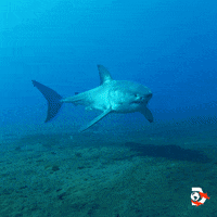 Ocean Swimming GIF by Shark Week