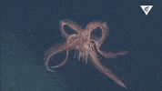 feather star swimming GIF by Monterey Bay Aquarium