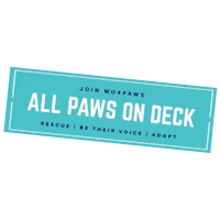 Cat Adopt Sticker by Mo4Paws