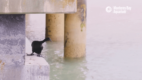 Bird Cormorant GIF by Monterey Bay Aquarium