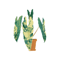 Variegatedphilodendron Sticker by Monstera Mania