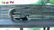 cat video GIF