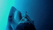 mad on my way GIF by Shark Week