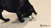 ice hockey dog GIF by NHL