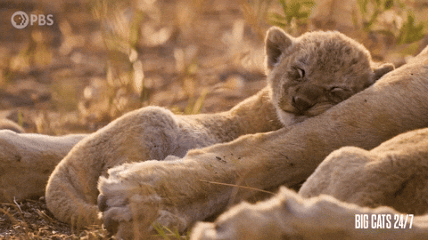 Tired Season 2 GIF by PBS