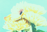 Sangria GIF by Easy Life