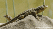 GIF by KQEDScience
