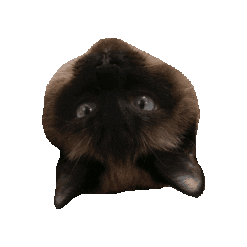 Cat Siamese Sticker by RetMod