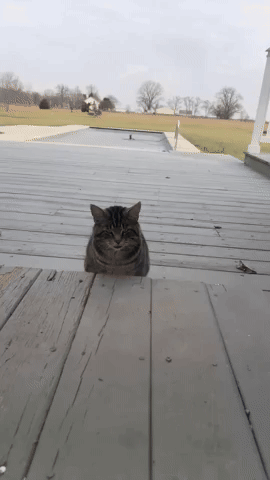 emry_gill giphycreatortest GIF