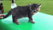sweet bro GIF