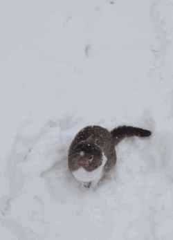 cat snow GIF