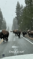 Herd of Bison Halt Traffic in Snowy Yellowstone