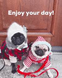 Pug Dog Enjoy Your Day GIF