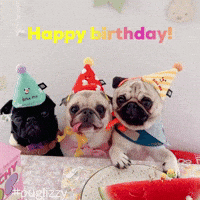 puglizzysg happy birthday pugs dog party puglizzy GIF