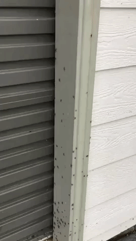 Hundreds of Spiders Crawl on New South Wales Family's Garage to Escape Floods