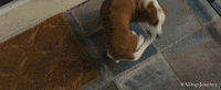spin around universal pictures GIF by A Dog's Journey