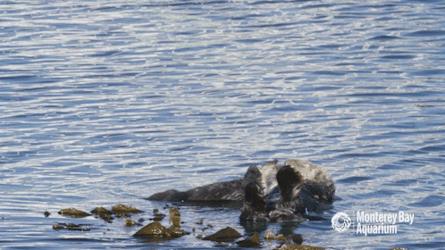 sea otter love GIF by Monterey Bay Aquarium