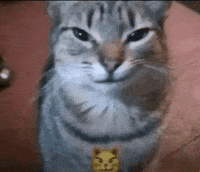Hell Yeah Cat GIF