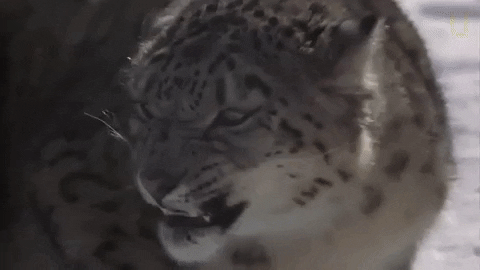 natgeowild giphygifmaker nat geo wild snow leopard GIF