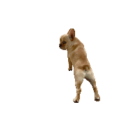 spottedbyhumphrey peach potato frenchie french bulldog Sticker