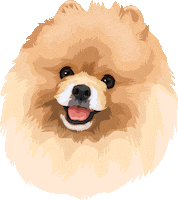 shineonme cute dog pomeranian pom fluffy dog Sticker