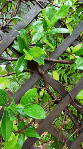 Simongip giphyupload GIF