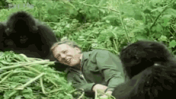 david attenborough GIF