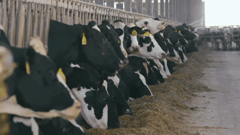 alltech giphygifmaker cow dairy dairy cow GIF