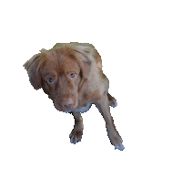 marioncremers love dance dog hello Sticker