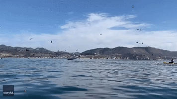 Humpback Whale Capsizes Two Kayakers in California