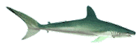 shark STICKER