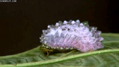 jewels caterpillar GIF by Cheezburger