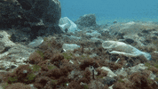 GIF by Oceana