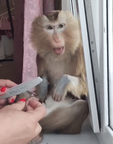 Monkey Wtf GIF