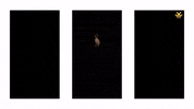 Virat Kohli Mystery GIF by TheWrognTribe