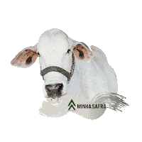 minhasafra agro ro pecuaria gado Sticker