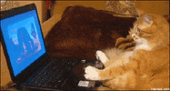 fat cat GIF